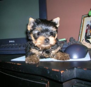 ****Healthy Male And Female Yorkie Puppies For Adoptipon****text ((206)424-o195)