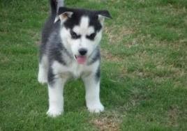 Adorable Male and Female siberian husky  Pups For Adoption