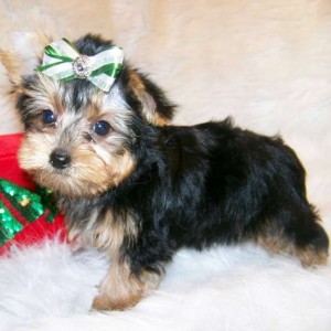 Yorkshire terrier puppy for adoption