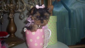 Christmas Yorkie puppies for adoption ...