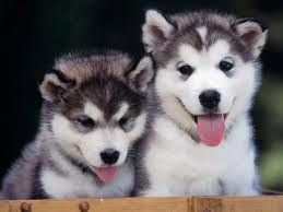 health guarantee, booth male and female siberian husky  puppies for adoption