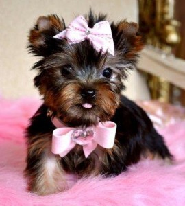 SUPPER CUTE MALE AND FEMALE CHRISTMAS YORKIE.