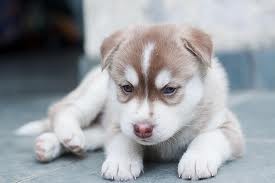 adorable male and female Siberian husky pups