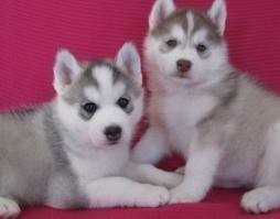 Cute husky pups with all blue eyes available for free adoption