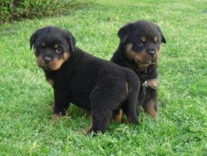 STUNNUNG AND OUTSTANDING MALE AND FEMALE X-MAS ROTTWEILER PUPPIES.