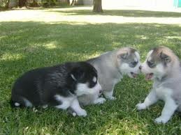 Cute male and female Siberian husky puppies with blue eyes