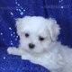 Maltese Puppies For Sale