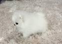 Beautiful Pomeranian Puppies up for Adoption