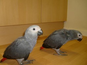 DNA Congo African Grey Parrots For adoption