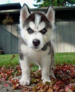 Male and female siberianhusky puppies ready for