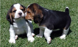 Male and Female Beagle Puppies For X-Mass