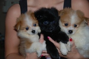 WOW CHARMING CHRISTMAS POMERANIAN PUPPIES FOR YOUR KIDS IN CHRISTMAS