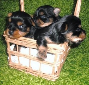 Yorkshire Terrier (Yorkie Pups)..10 Weeks Old