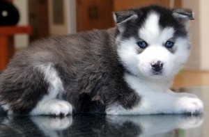 Home Personality Xmas Male And Female Siberian Husky Puppies For Sale.