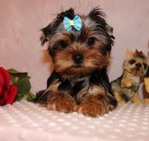 Awesome X-Mass  Yorkshire Terrier Puppies For Sale