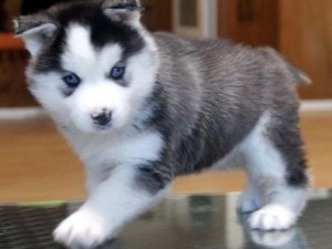 New Siberian husky puppies for adoption