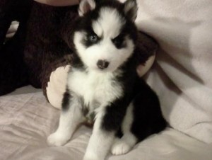 For sale!!! affordable price!!!!! Siberian Husky Puppies!!!!!!