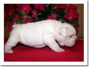 Affectionate and lovely English Bulldog puppies