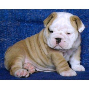 sweet and healthy male/female English bulldog puppies.