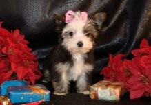 NICE MALE AND FEMALE T-CUP YORKIE PUPPIES AVAILABLEFOR X-MAS (170$)