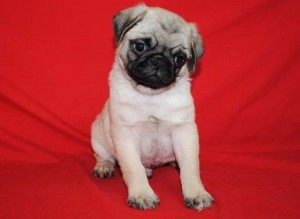 Nice and Cute AKC Register Pug Puppies