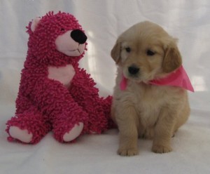 Beautiful Scarlet face Golden Retriever Puppies