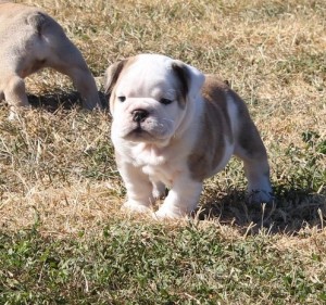 Friendly Looking Sweet English Bulldog Puppies