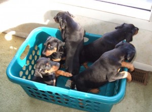 New Litters of Nice Doberman Pincher Puppies