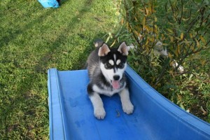 siberian husky for free adoption