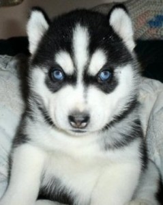 Blue Eyes Siberian Husky Puppies For Good Homes