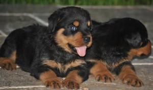 Top quality 100% European bloodline rottweiler puppies.