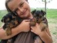 Teacup Male and Female Yorkie Puppies for adoption