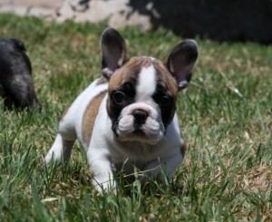 well trained french bulldog puppy needs a new home