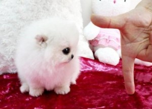 Outstanding pomeranian puppy for new home leave ur email through a text at (901) 249-1677