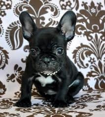 Two Sweet french bulldog puppies for good homes