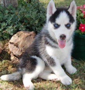 Male and female siberian husky puppies for sale.