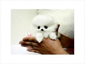 My cute Pure breed Pomeranian puppies for re homing