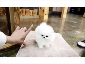 Teacup Pomeranian puppies