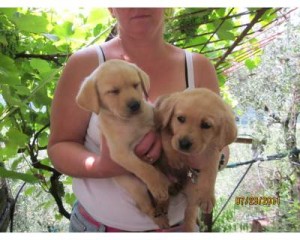 Labrador Puppies available