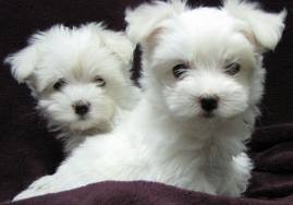 Teacup Maltese Puppies for Xmass text me at (646) 580-5136