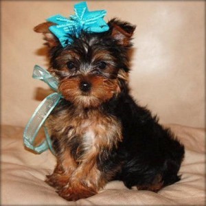 Cute Teacup Yorkie Puppies For For Adoption