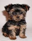 Tinny tea-cup male and female yorkie puppies for adoption as X-mas gifts