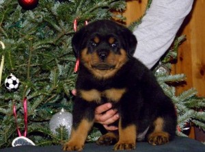 Rottweiler pups champion bloodline