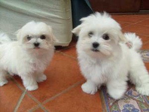 3 lbs maltese boy&amp; girl shipping included for xmas and new yr gifts...