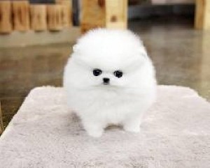 Teacup Pomeranian Puppies 917) 410-0027