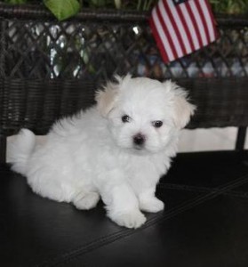 X-mas tea cup Maltese puppies for free adoption