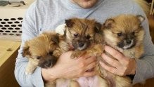 lovely pomeranian puppies text us at (720) 523-5133