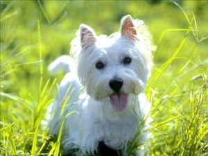 Cute West Highland White Terrier Puppies