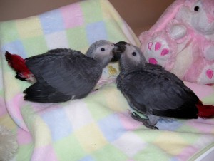 Hand Fed Talking Male and Female Congo African Grey Parrot and Blue &amp; Gold Macaw Parrot Looking For New Home.