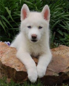 Playful Siberian Husky Puppies For New Homes,There are for free adoption